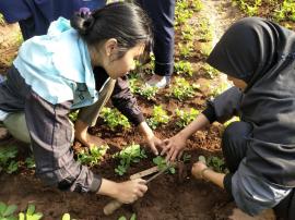 PEMBINAAN TANAM JAGUNG OLEH PPL UGM-KKN UNY